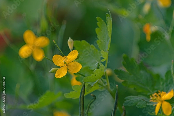 Obraz Yellow seed Paper flower