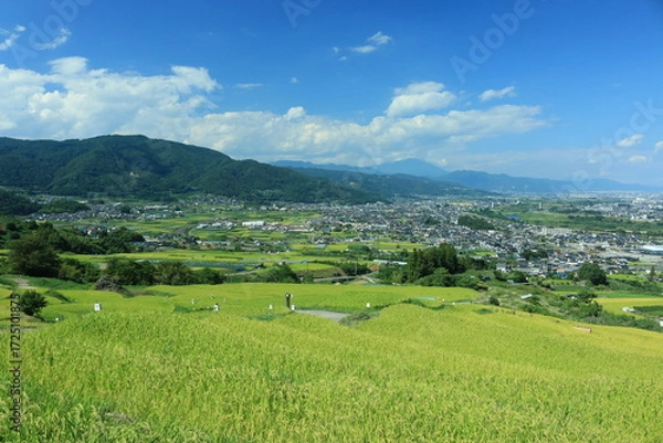 Fototapeta 姨捨の棚田