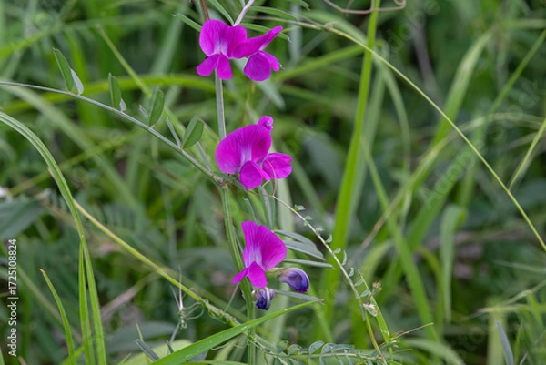 Obraz purple pea flowers
