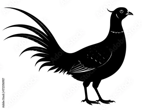 Obraz rooster isolated on white