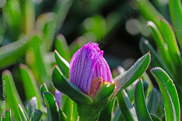 Obraz Pink Flower- Pig Face