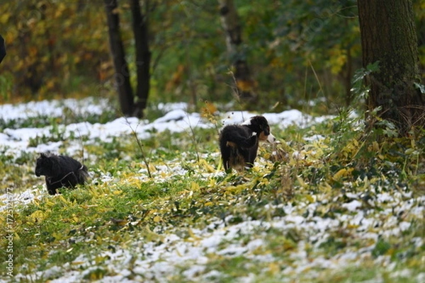 Obraz Chiens en laisse dans un bois