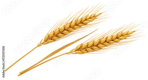 Fototapeta Wheat ears isolated on transparent background