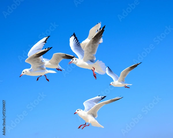 Fototapeta A flock of white gulls floating in the air