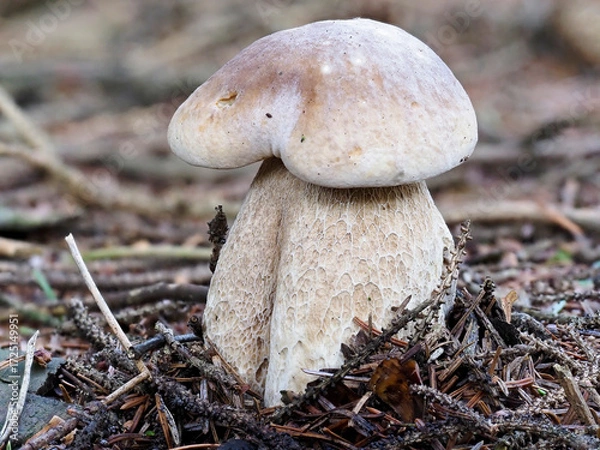 Fototapeta A very young Penny Bun Bolete, Boletus edulis emerging from the Pine needles and twigs of a Pine Forest in North East Scotland.