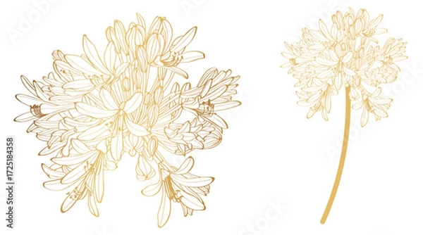 Fototapeta Golden line silhouette of Agapanthus (Lily of the Nile) on white background. Vector illustration.