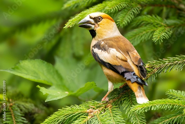 Fototapeta Close up of a male Hawfinch, Coccothraustes coccothraustes, standing on a green spruce branch against green background