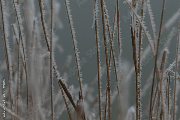 Fototapeta A detailed close up of a densely packed bunch of tall grass that is beautifully covered in a layer of frost, creating stunning winter scenery