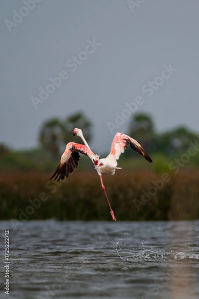 Fototapeta Beautiful Bird and Beautiful Life