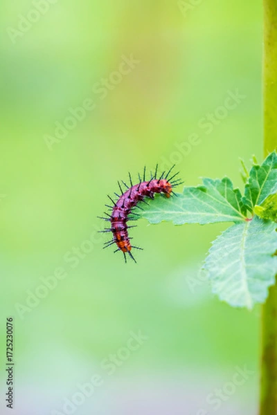 Fototapeta Beautiful insect 