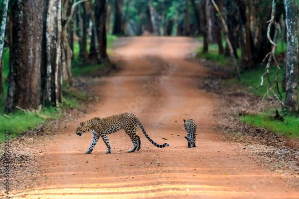 Obraz Leopard in srilanka 