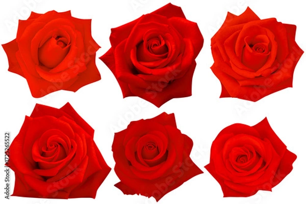 Fototapeta A cluster of six roses in rich crimson tones, delicately spread across a white background.Photo with clipping path.