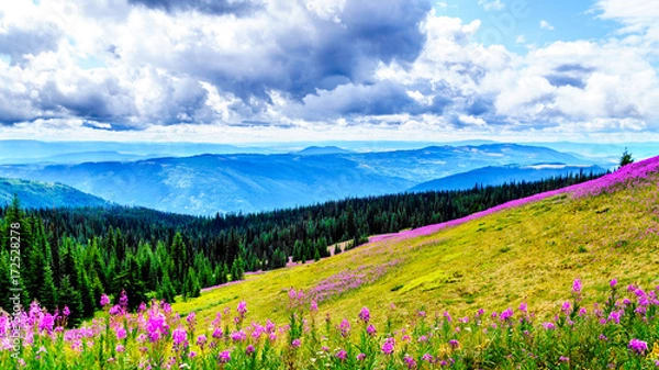 Fototapeta Hiking through alpine meadows covered in pink fireweed wildflowers in the high alpine near the village of Sun Peaks, in the Shuswap Highlands in central British Columbia Canada