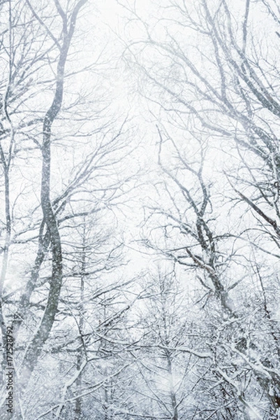 Obraz 雪の森林、冬の風景。