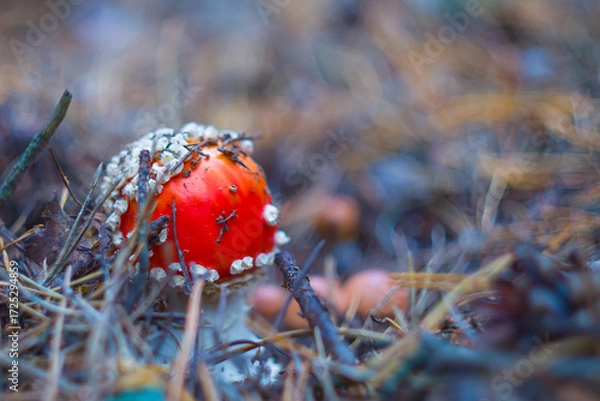 Fototapeta closeup red flyagaric mushroom growth in grass among autumn forest glade