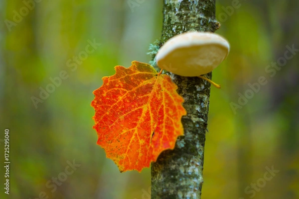 Fototapeta closeup red aspen tree branch in autumn forest