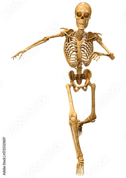 Fototapeta 3D Rendering Human Skeleton on White