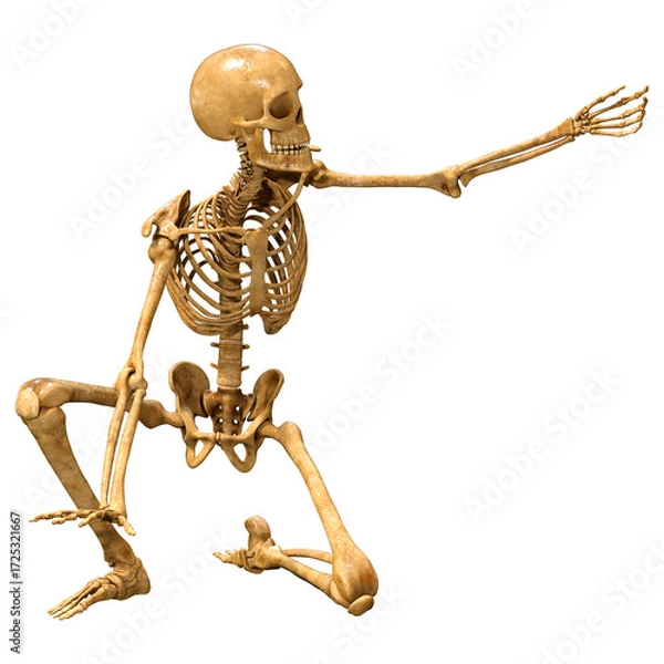Fototapeta 3D Rendering Human Skeleton on White