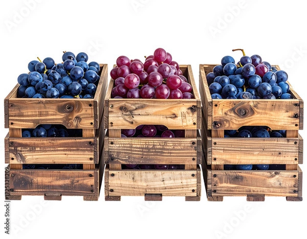 Fototapeta Three wooden crates, each filled with a different color of grapes.  Red and blue grapes in neat bunches