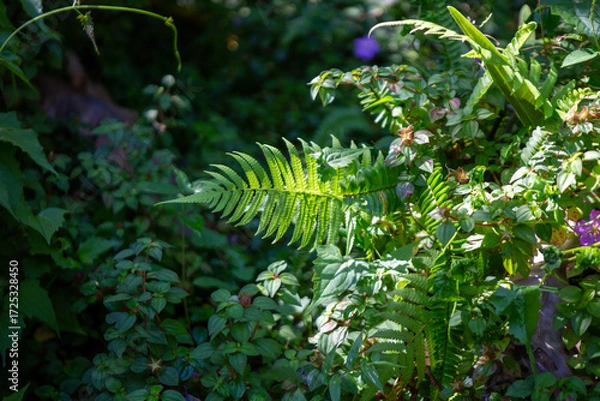 Fototapeta A fresh green fern plant with lush leaves grows in the forest or garden, a symbol of nature's vibrant spring and summer flora