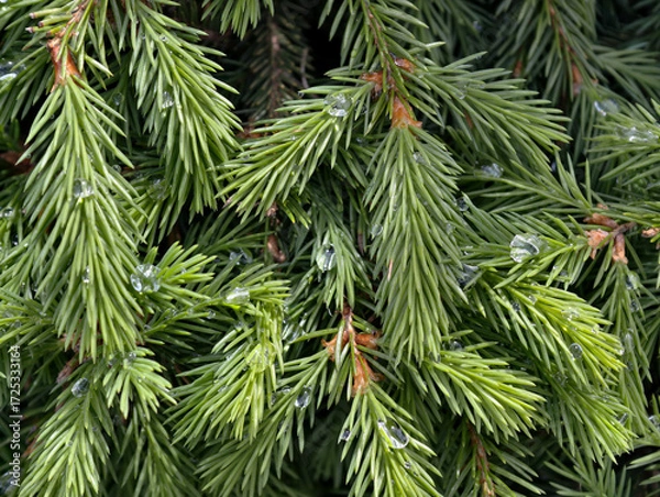 Fototapeta Young branches of fir covered with needles with drops of water after rain. Natural floral spruce background.