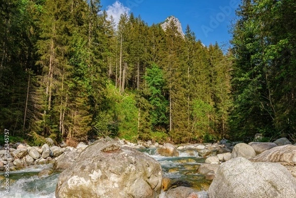 Fototapeta Clear mountain stream flowing over rocks through a lush green forest in the Tatra Mountains, with a rocky peak emerging above the treetops under a bright blue sky. Javorova valley dolina
