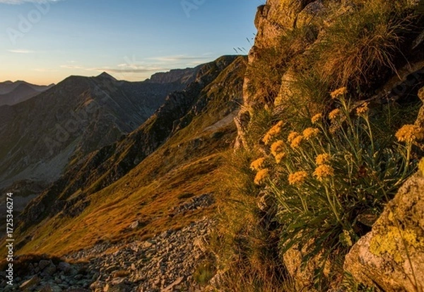 Fototapeta Golden alpine wildflowers growing on a rocky slope of the Tatra Mountains, illuminated by warm sunset light, with dramatic mountain peaks in the background.
