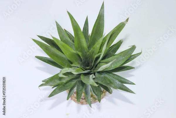 Fototapeta Top View of a Pineapple on a White Background