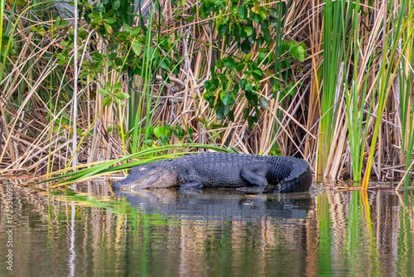 Fototapeta Profile view of an alligator with water reflections at the Blue Hole lake in Big Pine Key, Florida