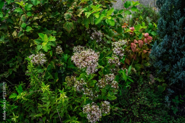 Obraz 안양천변 공원의 식물 