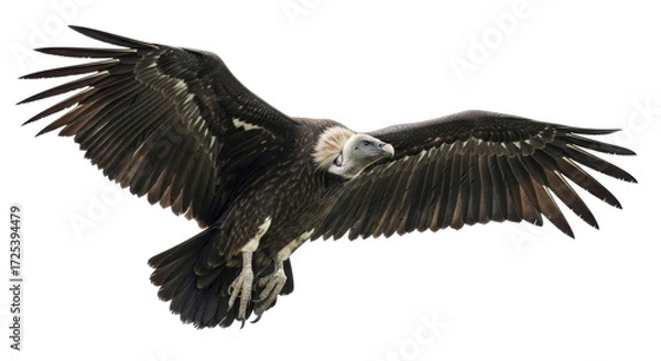 Obraz Isolated Griffon Vulture soars majestically with wings outstretched against an open horizon