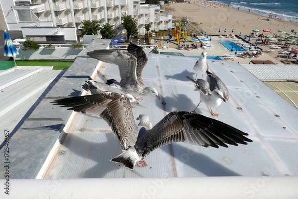 Fototapeta Group Larus cachinnans  on a tin roof ooking  wings  ,sea ​​view.