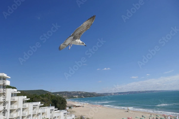 Fototapeta A majestic seagull Larus cachinnans soars gracefully through a vibrant sky, its wings extended wide
