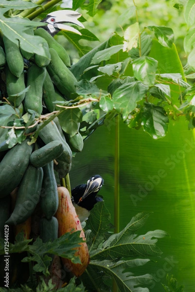 Fototapeta A beautiful oriental pied hornbill (Anthracoceros albirostris) feeding on ripe papaya fruits in tropical nature