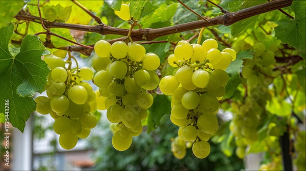 Obraz Green grape clusters hanging on a vine in a vineyard with lush green leaves in natural sunlight
