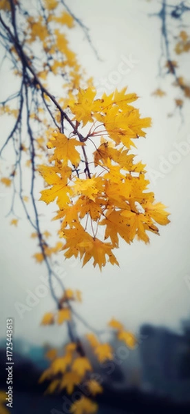 Fototapeta Golden autumn leaves hang delicately from branches against soft, blurred background, creating serene and peaceful atmosphere. vibrant yellow hues contrast beautifully with muted sky
