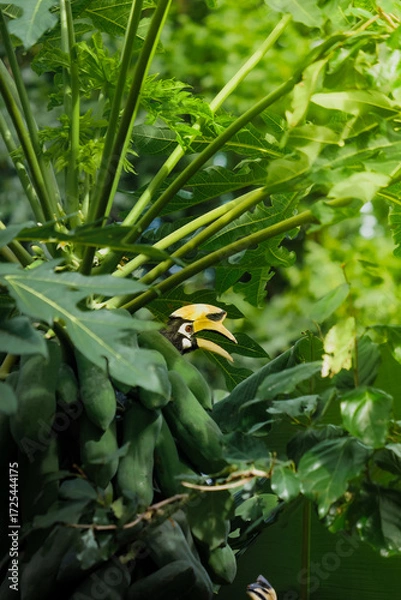 Obraz A beautiful oriental pied hornbill (Anthracoceros albirostris) feeding on ripe papaya fruits in tropical nature