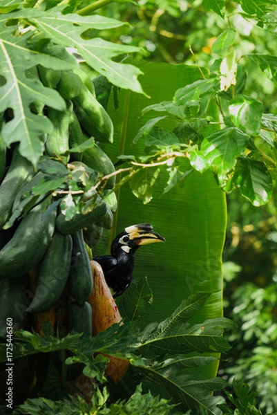 Fototapeta A beautiful oriental pied hornbill (Anthracoceros albirostris) feeding on ripe papaya fruits in tropical nature