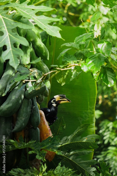 Fototapeta A beautiful oriental pied hornbill (Anthracoceros albirostris) feeding on ripe papaya fruits in tropical nature 