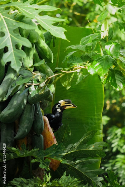 Fototapeta A beautiful oriental pied hornbill (Anthracoceros albirostris) feeding on ripe papaya fruits in tropical nature