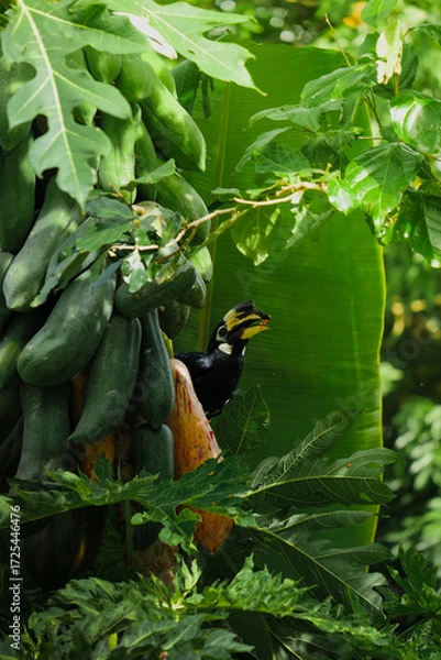 Fototapeta A beautiful oriental pied hornbill (Anthracoceros albirostris) feeding on ripe papaya fruits in tropical nature