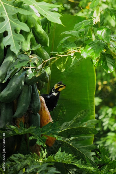 Fototapeta A beautiful oriental pied hornbill (Anthracoceros albirostris) feeding on ripe papaya fruits in tropical nature