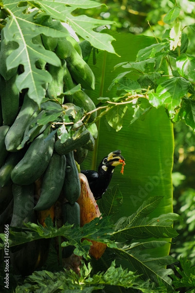 Fototapeta A beautiful oriental pied hornbill (Anthracoceros albirostris) feeding on ripe papaya fruits in tropical nature
