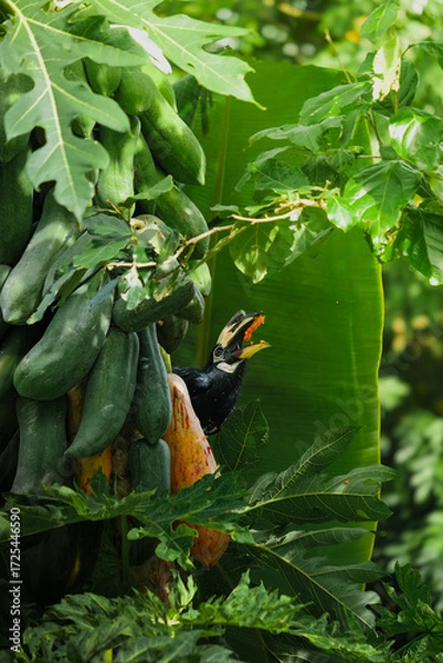 Fototapeta A beautiful oriental pied hornbill (Anthracoceros albirostris) feeding on ripe papaya fruits in tropical nature