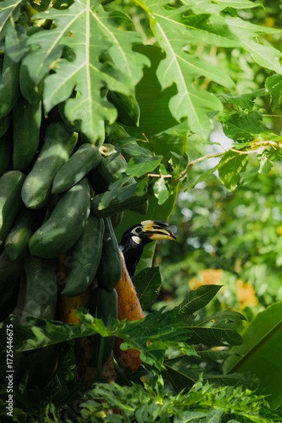 Fototapeta A beautiful oriental pied hornbill (Anthracoceros albirostris) feeding on ripe papaya fruits in tropical nature