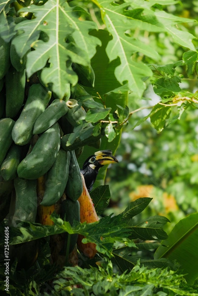 Fototapeta A beautiful oriental pied hornbill (Anthracoceros albirostris) feeding on ripe papaya fruits in tropical nature
