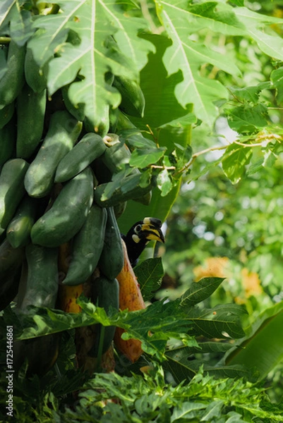 Fototapeta Hornbill on papaya tree