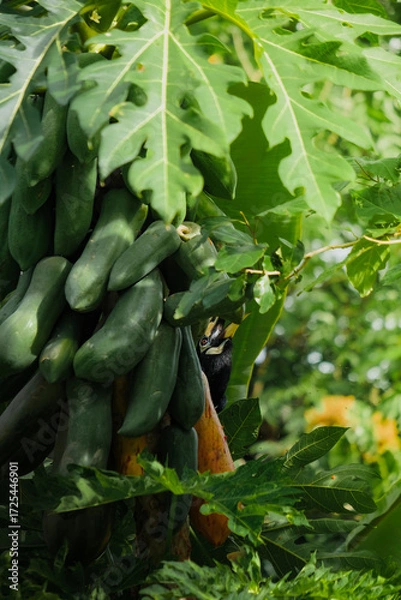 Fototapeta A beautiful oriental pied hornbill (Anthracoceros albirostris) feeding on ripe papaya fruits in tropical nature.