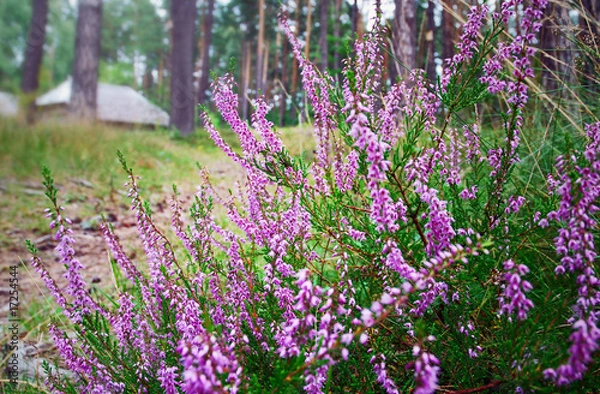 Fototapeta Heathbell bush