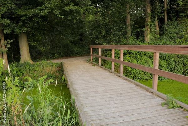 Fototapeta Wooden bridge going into forest. Nature woods explore hike. Wood build, explore adventure theme in Netherlands